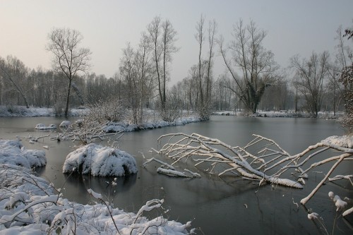 Branches recouvertes de neige à la surface de l'eau